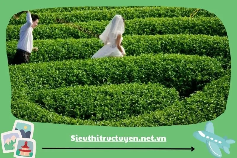 Đồi chè Thanh Chương - Không gian xanh mát và thanh bình cho ảnh cưới